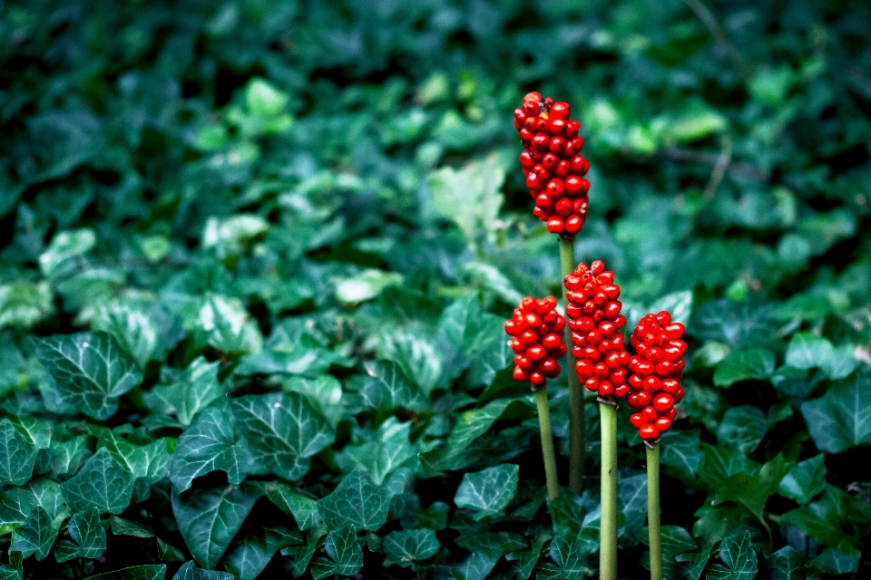 Nature grass blossom plant