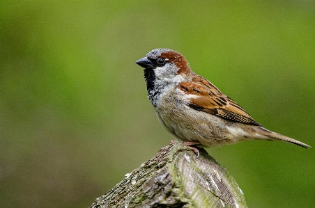 Nature branch bird wing Photo