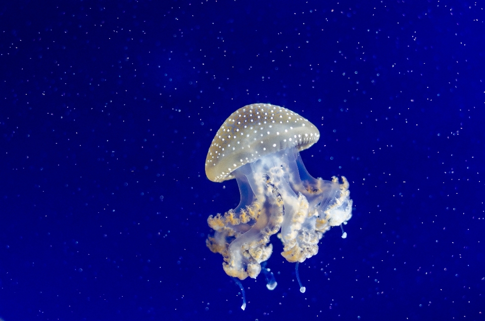 Mare acqua natura oceano