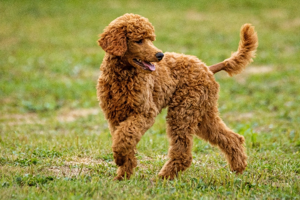 Köpek hayvan sevimli köpek
