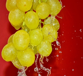 Water plant grape vine Photo