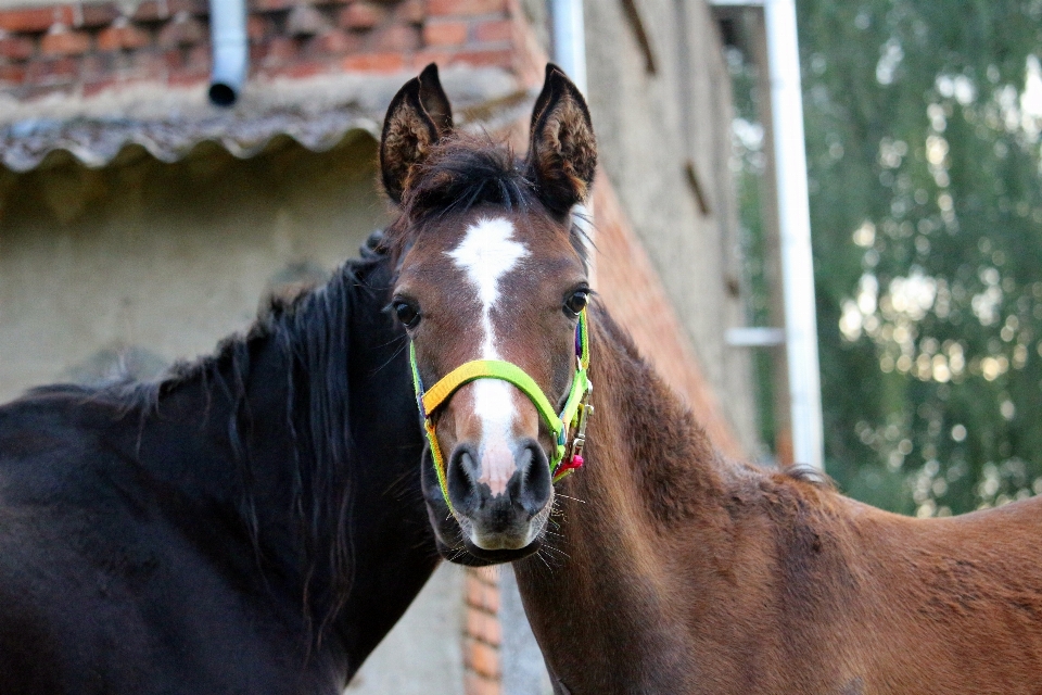 Cheval mammifère étalon crinière
