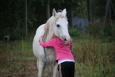 Foto Chica pastar
 caballo mamífero