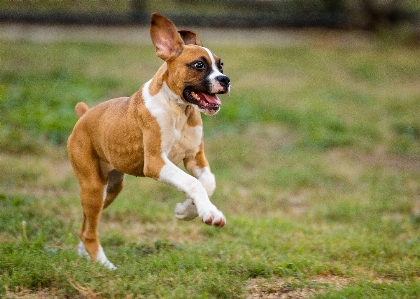 犬 動物 かわいい 犬歯
 写真