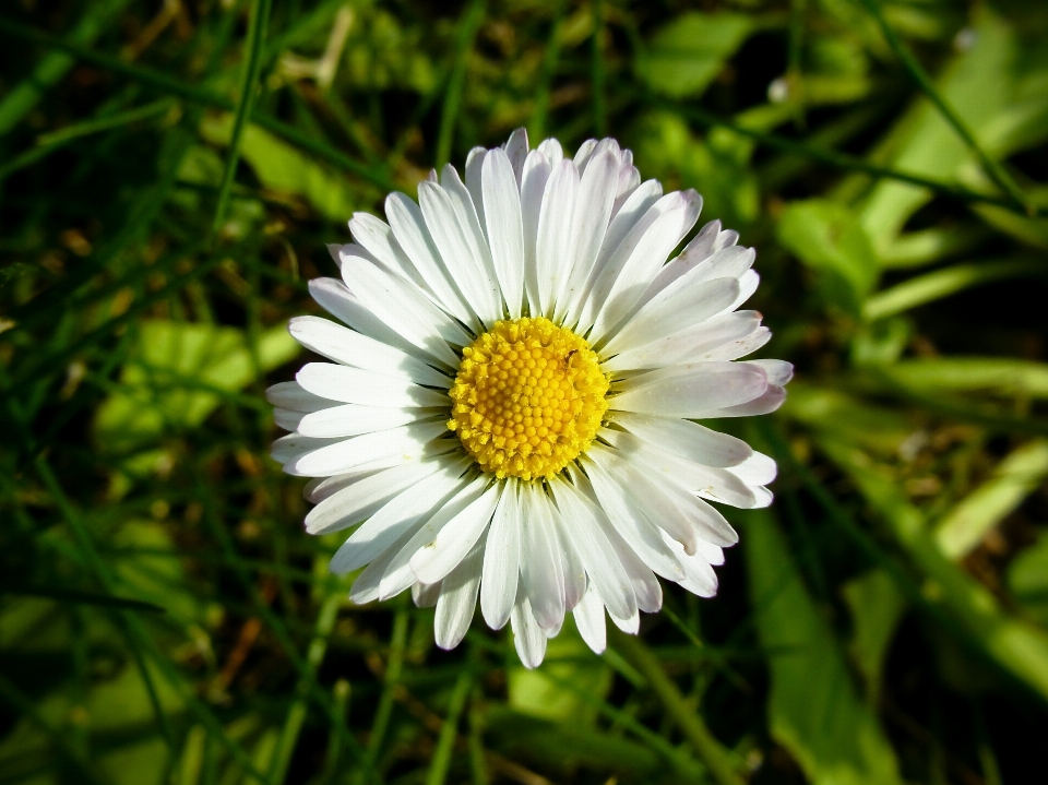 Nature herbe usine blanc