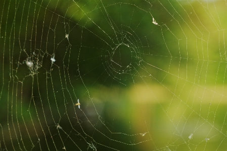 Nature dew spooky spiderweb Photo