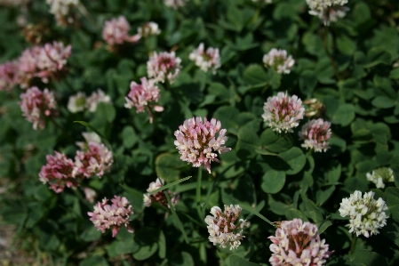 Nature grass blossom plant Photo