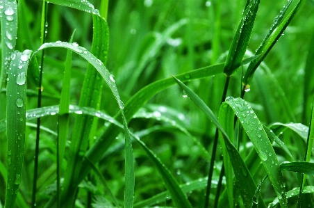 Water nature grass dew Photo