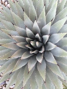 Nature outdoor blossom cactus Photo