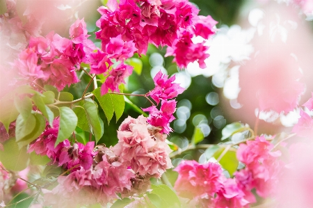 Branch blossom plant white Photo