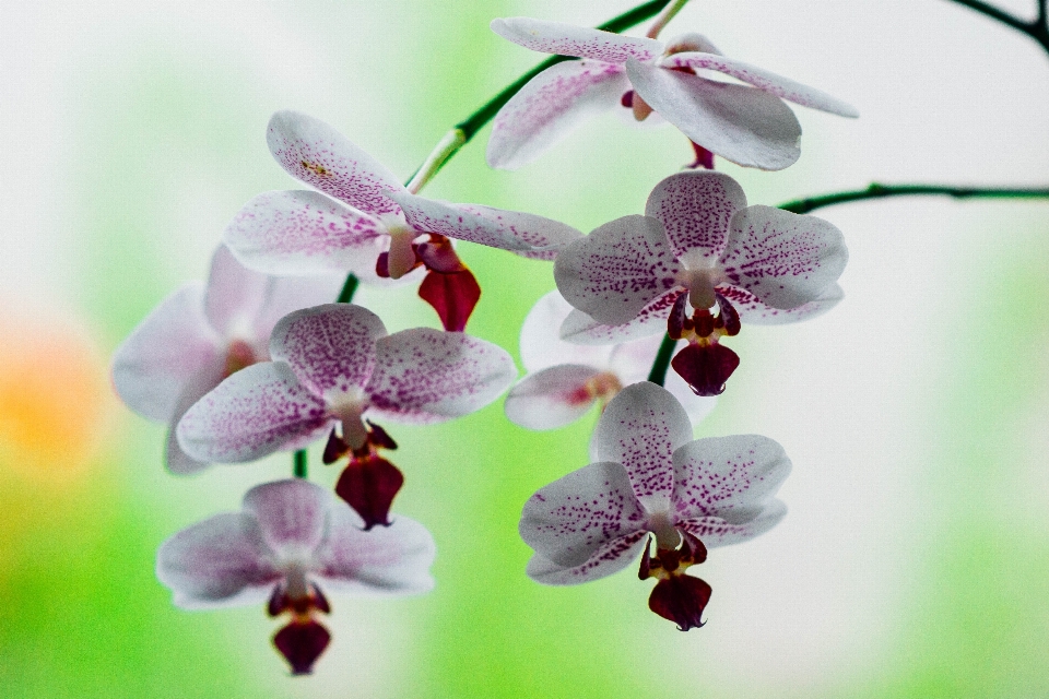 Nature branch blossom plant