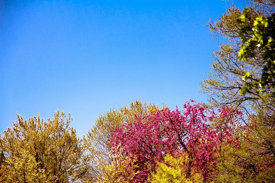 Tree nature forest branch