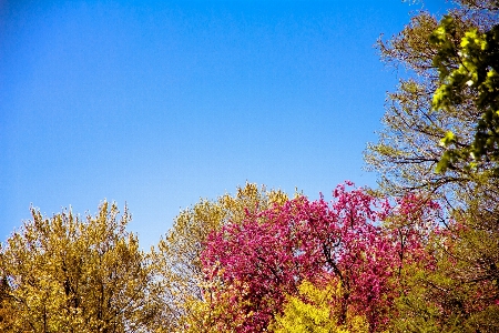 Tree nature forest branch Photo