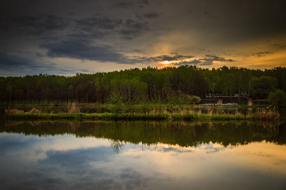 Landscape tree water nature