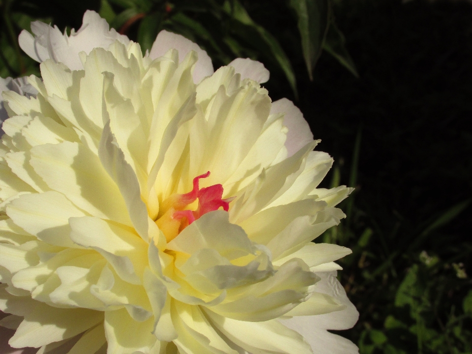 Natura fiore pianta bianco