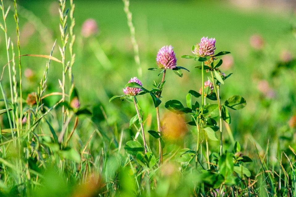 Krajobraz natura trawa kwitnąć