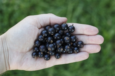 手 自然 植物 フルーツ 写真