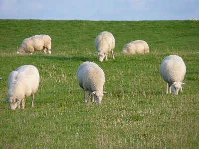 Landscape nature grass field Photo