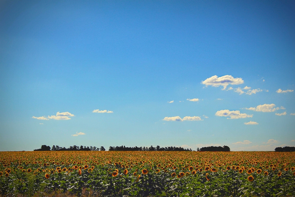 Landscape nature grass horizon