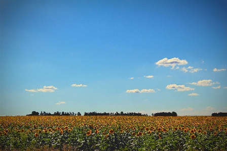 Landscape nature grass horizon Photo