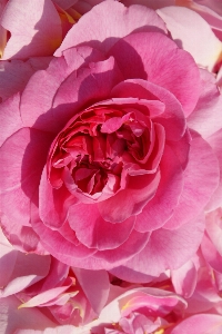 Plant flower petal rose Photo