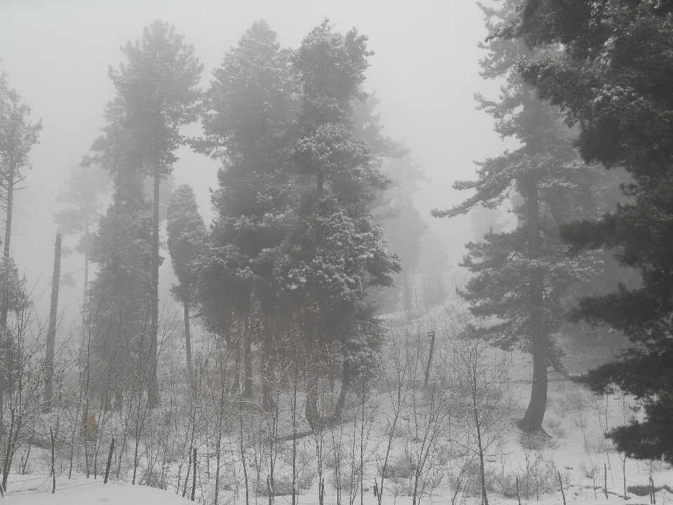 Tree forest snow winter