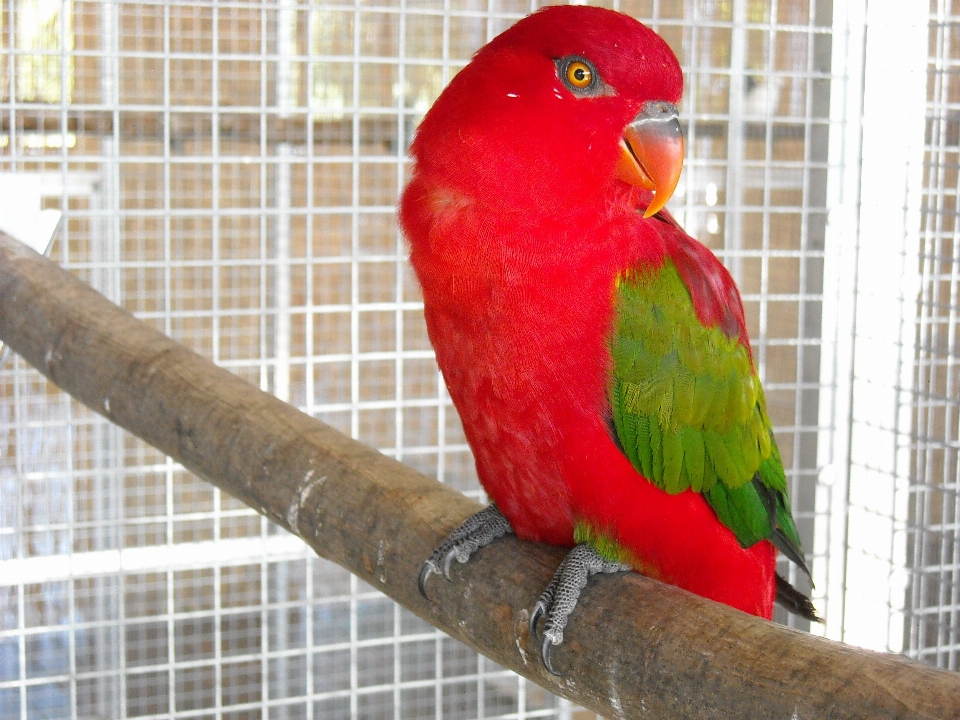 Pájaro mascota rojo pico