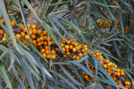 Tree nature branch plant Photo