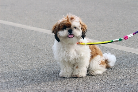 Foto Filhote de cachorro animal bicho estimação