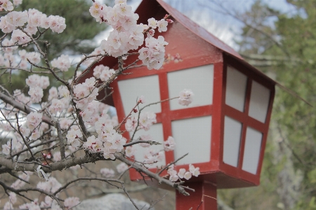 Tree nature branch blossom Photo