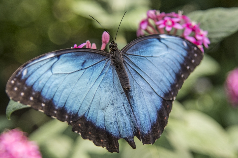 Naturaleza ala flor pétalo