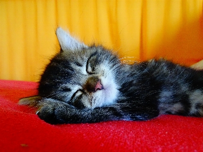 Cute pet kitten cat Photo