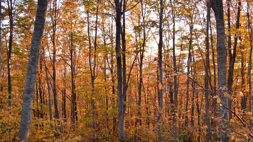 Landscape tree nature forest