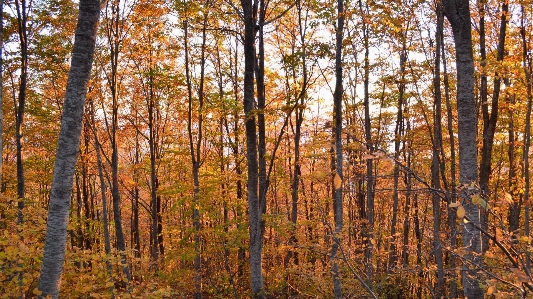 Landscape tree nature forest Photo