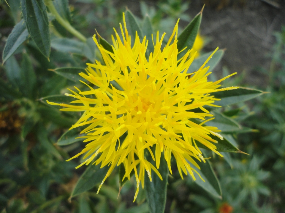 Nature plant field dandelion