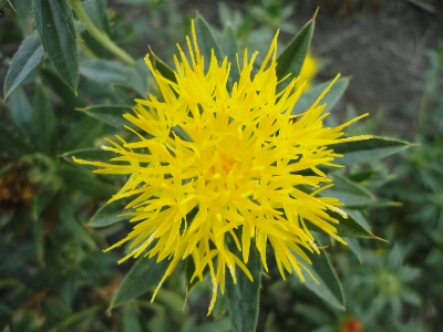 Nature plant field dandelion Photo