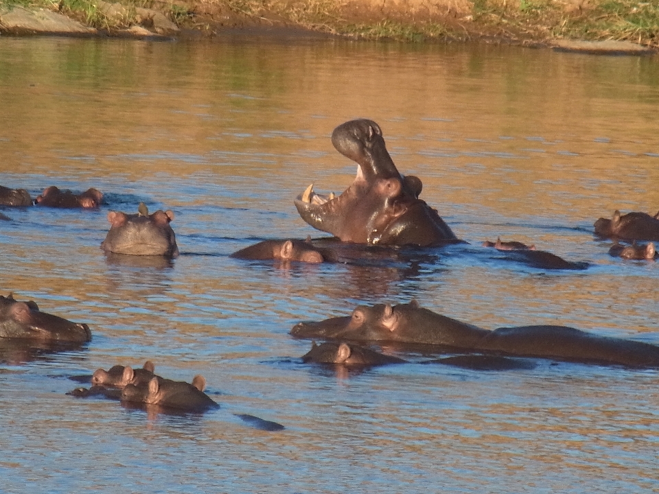 Agua fauna silvestre África