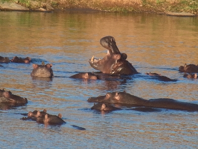 Foto Acqua animali selvatici africa fauna