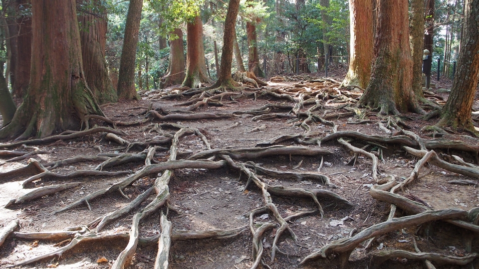 Paisaje árbol bosque rama