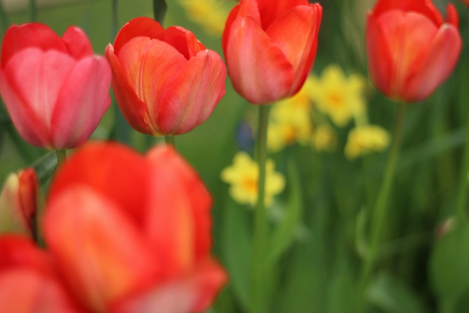 Nature fleurir usine fleur