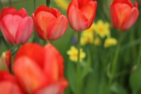 Nature blossom plant flower Photo