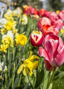 Nature blossom plant flower Photo