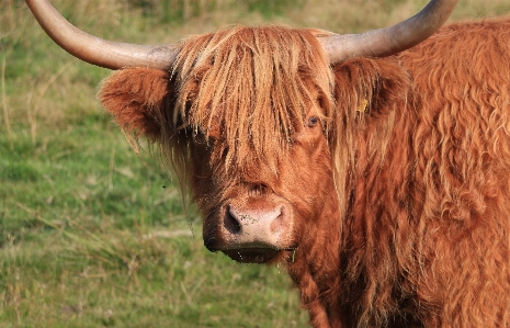 Grass farm meadow animal Photo