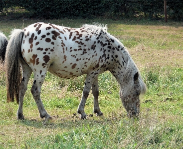 Meadow countryside animal pasture Photo