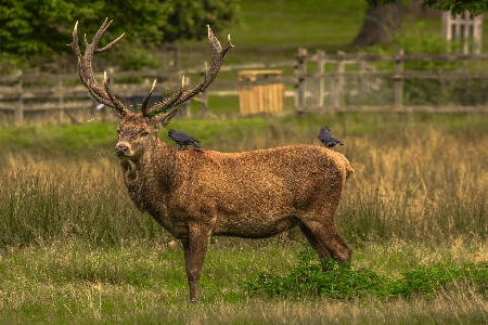 Prairie animal wildlife deer Photo