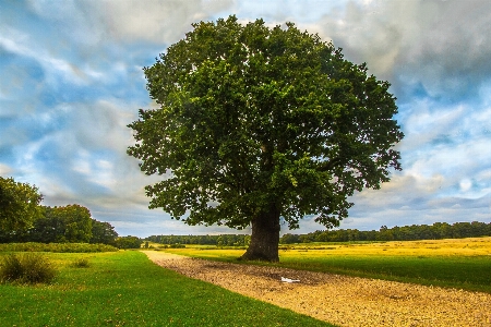 Landscape tree nature grass Photo