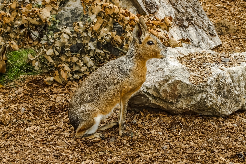 Natureza animal animais selvagens outono