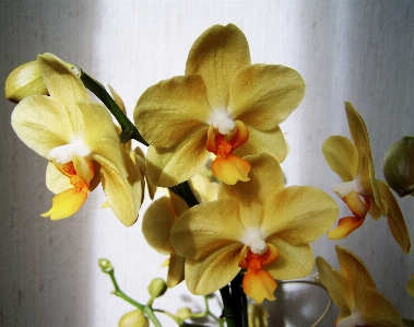 Foto Planta flor pétalo botánica
