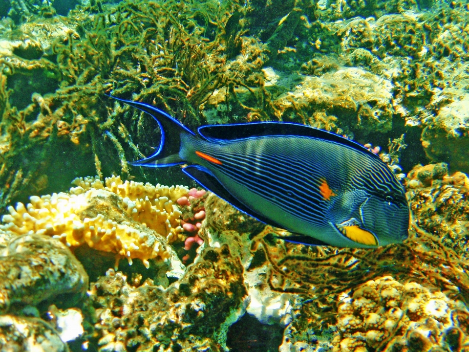 Summer underwater biology fish