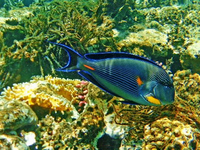 Summer underwater biology fish Photo